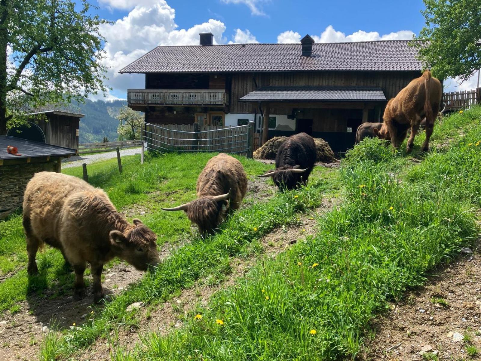 Landhaus Hochkoenig Mühlbach am Hochkönig Extérieur photo